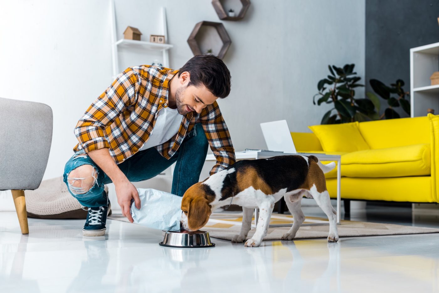 handsome man feeding cute dog in living room at home