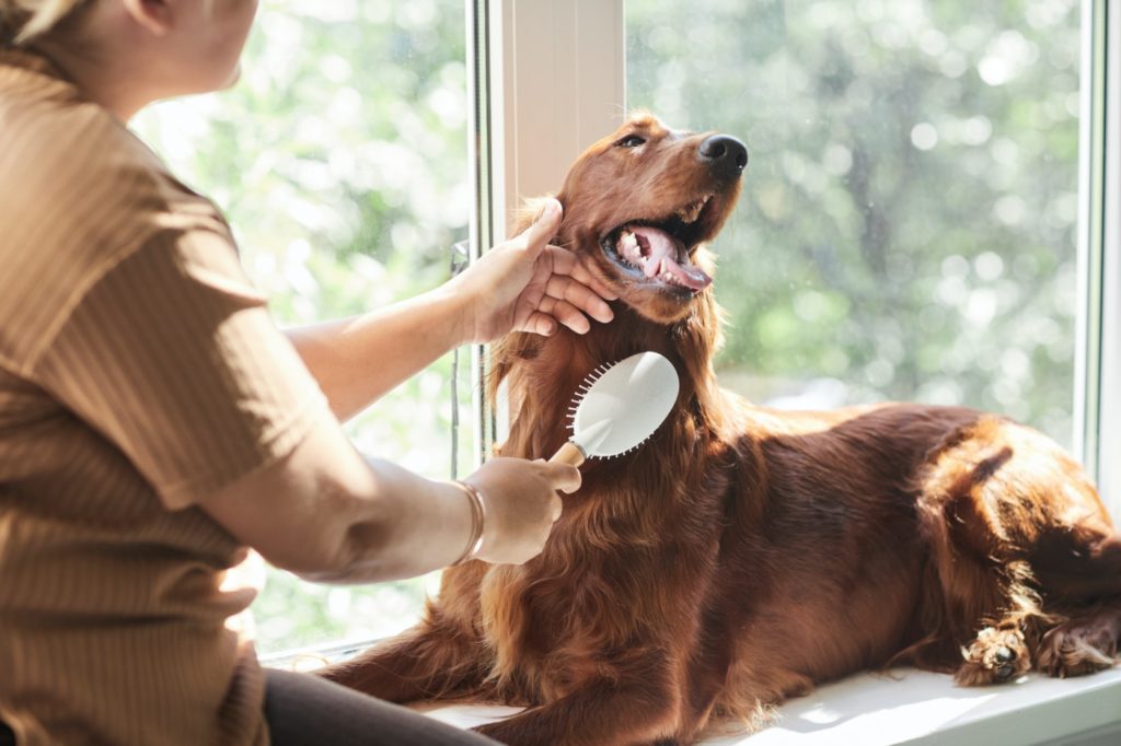 Woman Brushing Dog in Sunlight