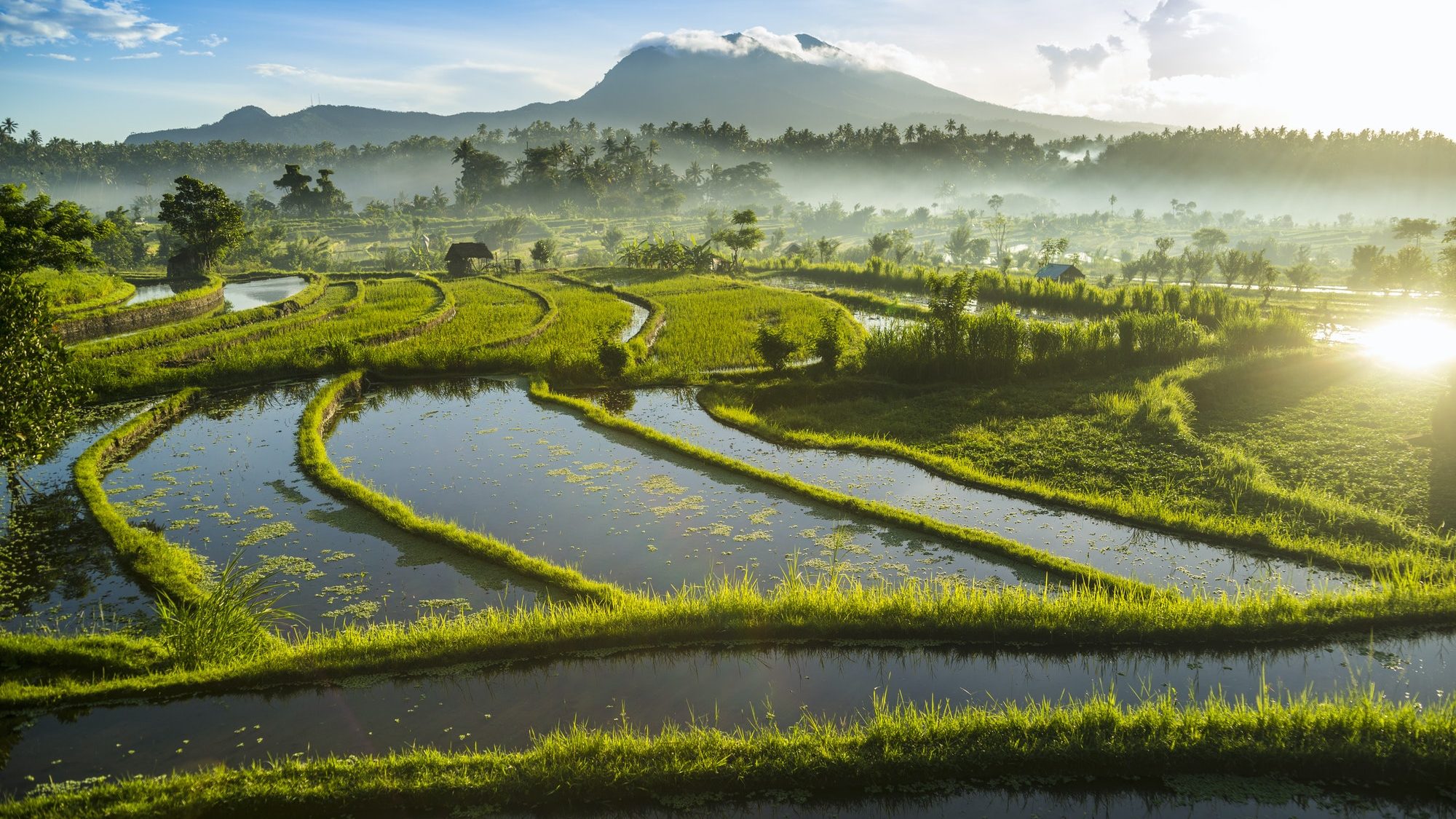 Rice fields, Bali, Indonesia