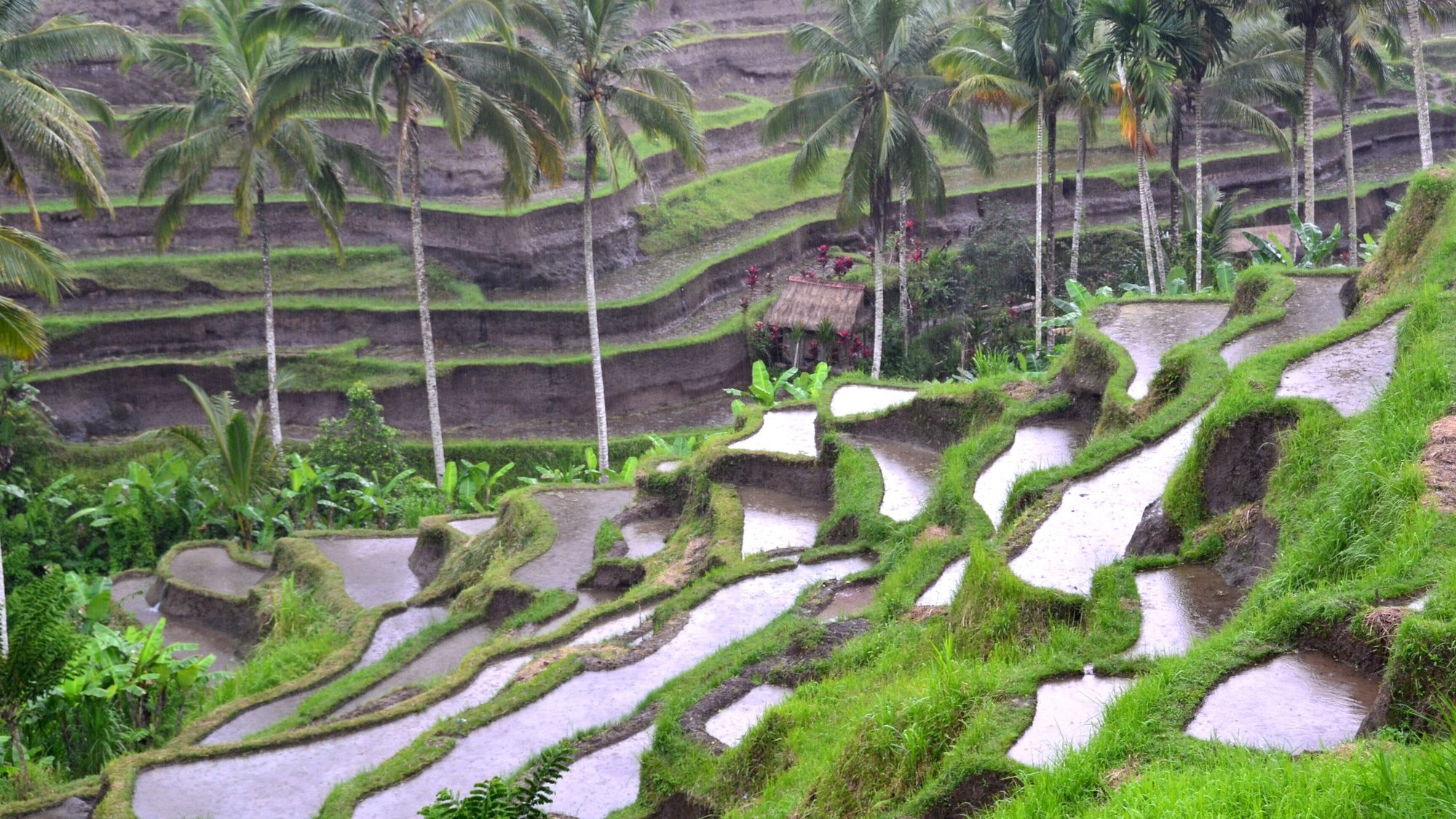 Rice terrace in Bali