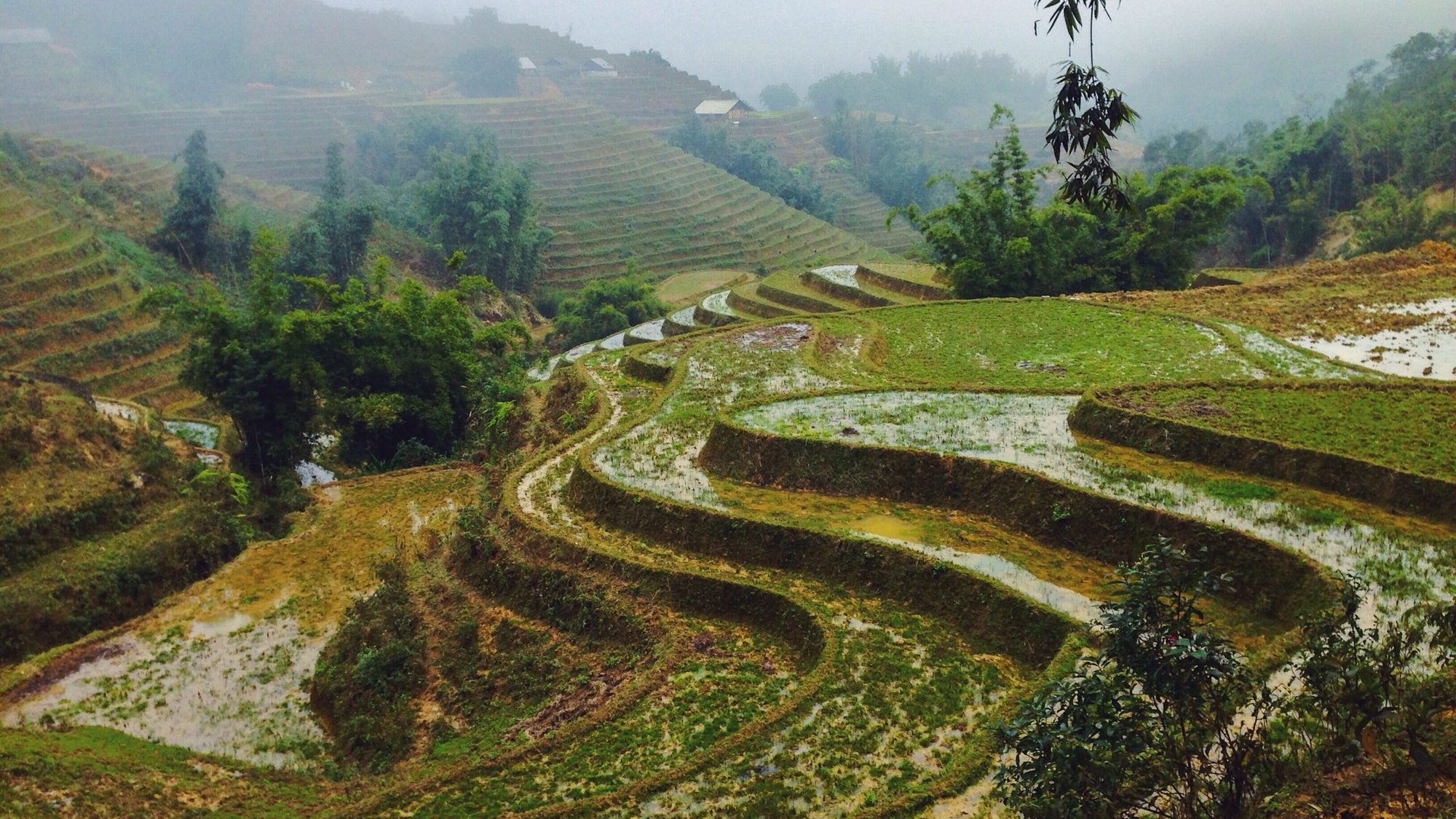 Rice Terraces