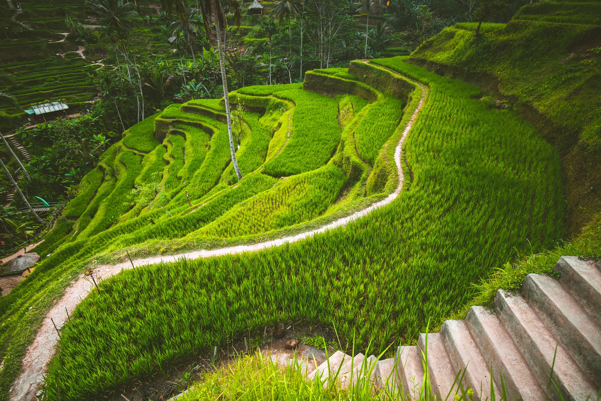 Tegalalang rice terrace in the Ubud, Bali