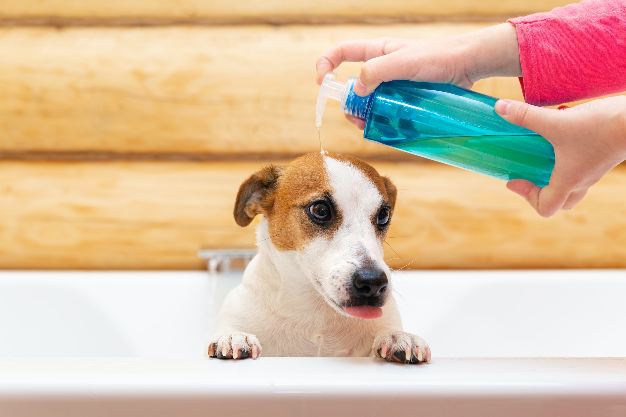 A child washes his dog Jack Russell Terrier with shampoo or soap in the bathroom.