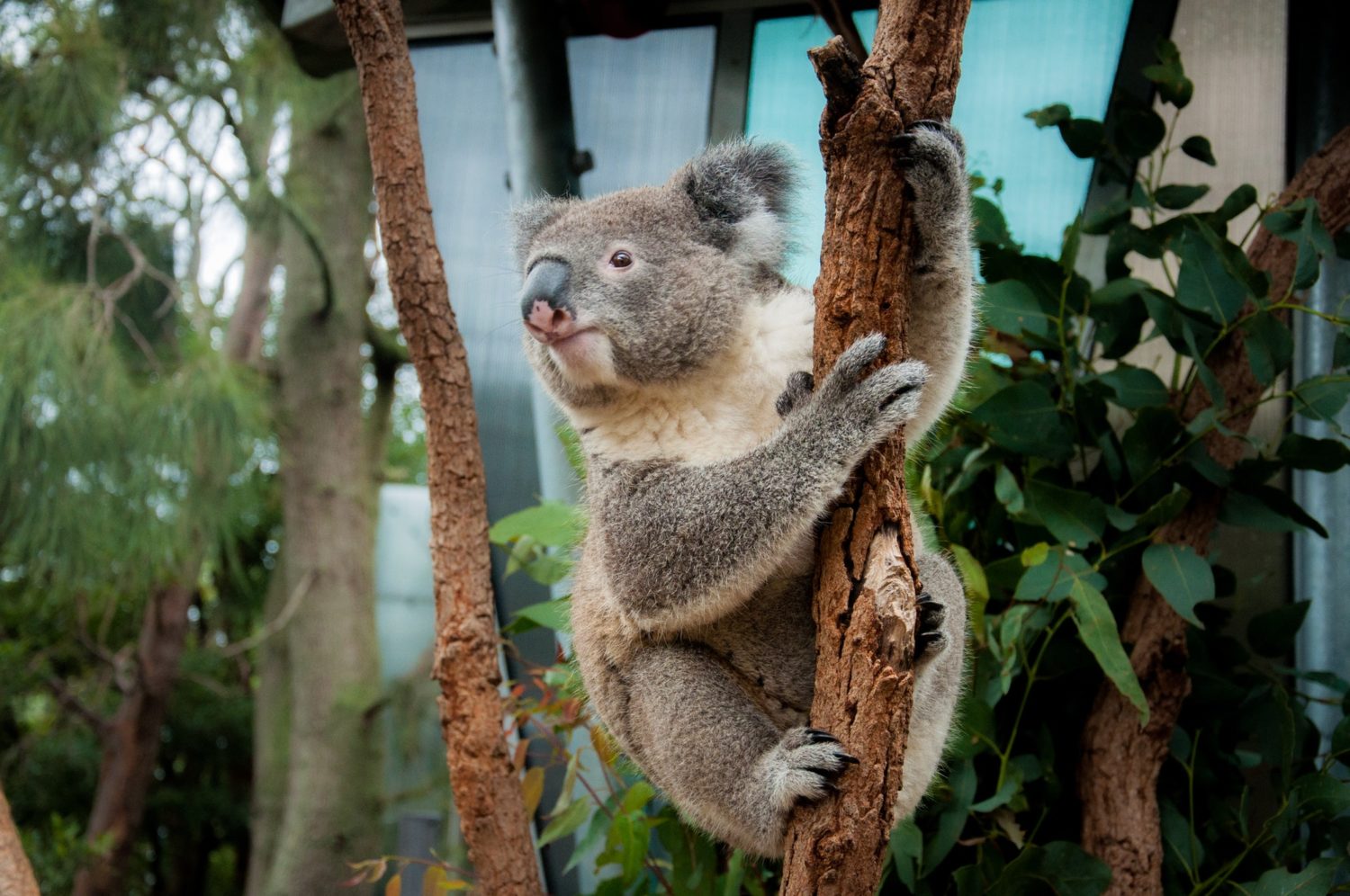 A cute koala sitting on the tree. Australian wildlife ? Nominated