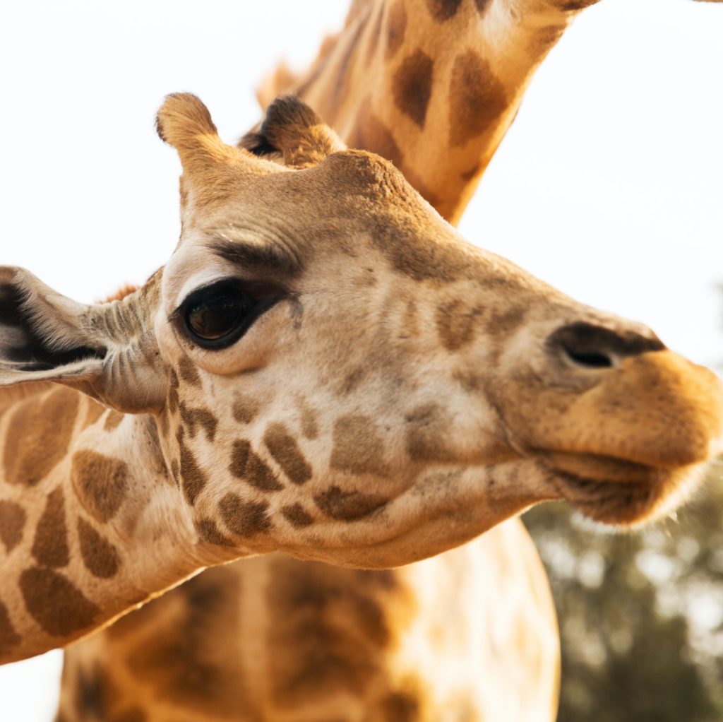 close up of giraffes in africa