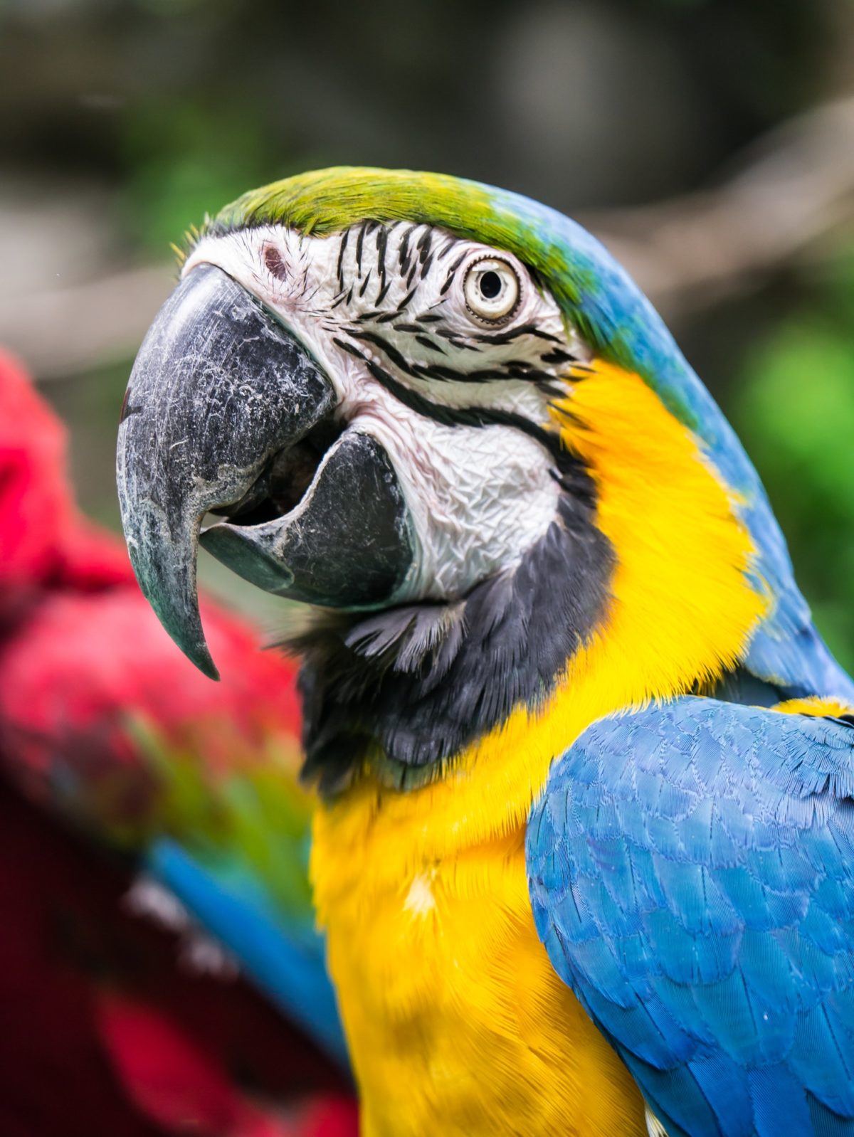 Colorful macaw parrot