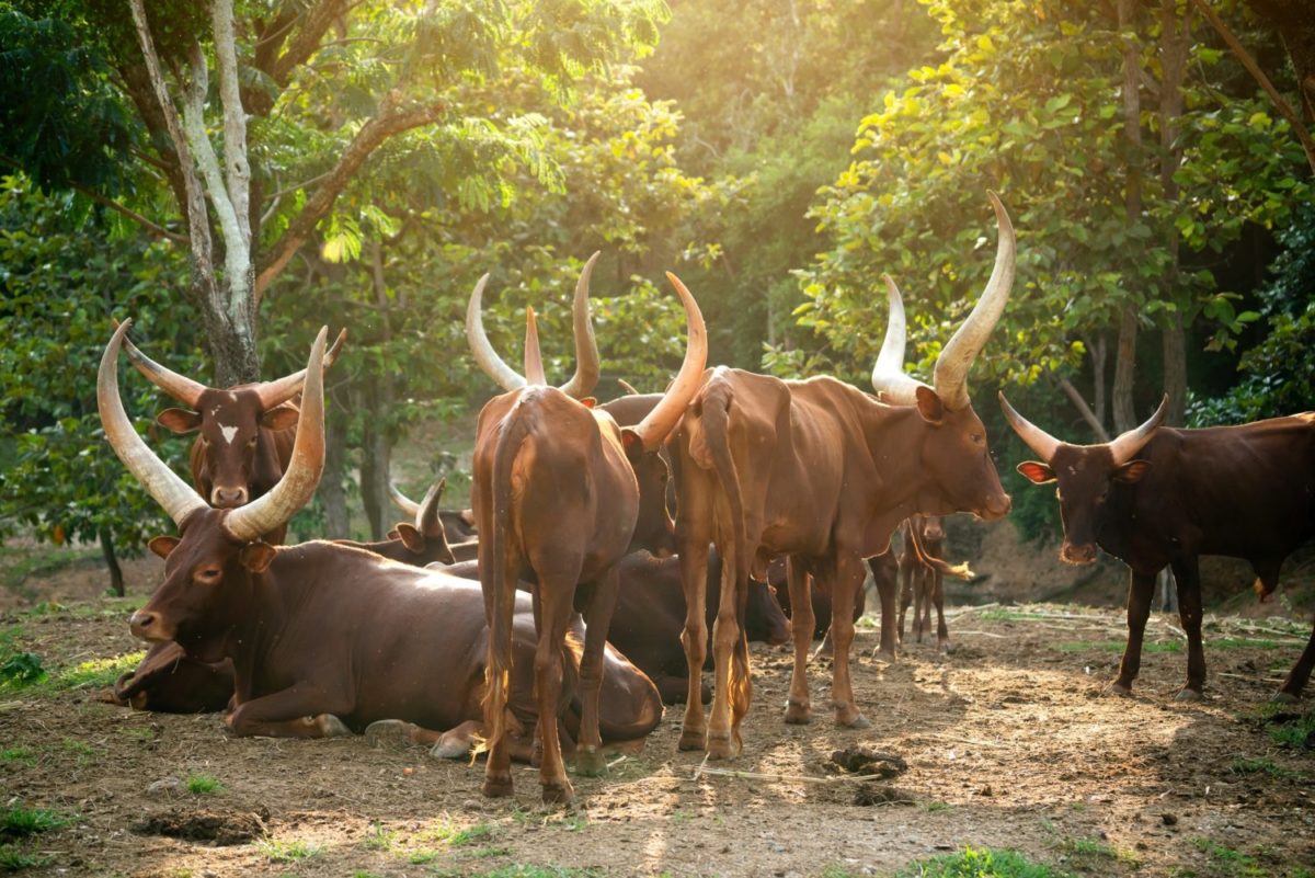 herd of ankole watusi cattle in zoo