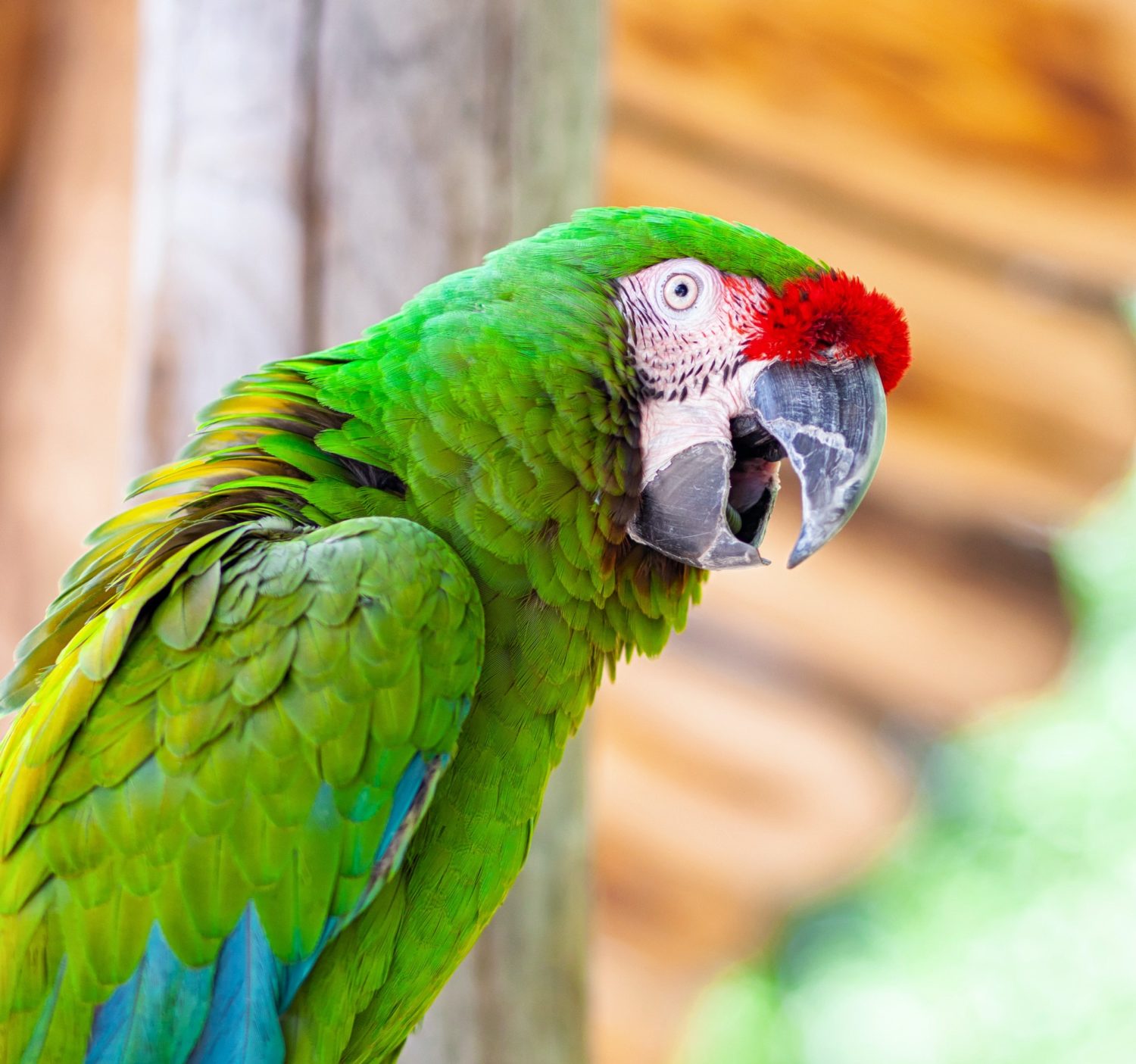 Macaw Parrot bird