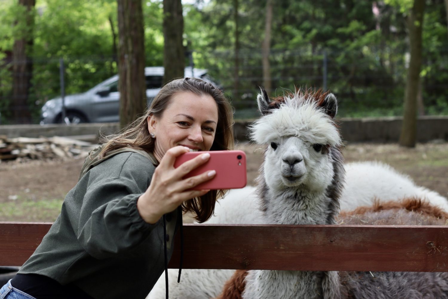 Woman doing selfie with Alpaca at the zoo.